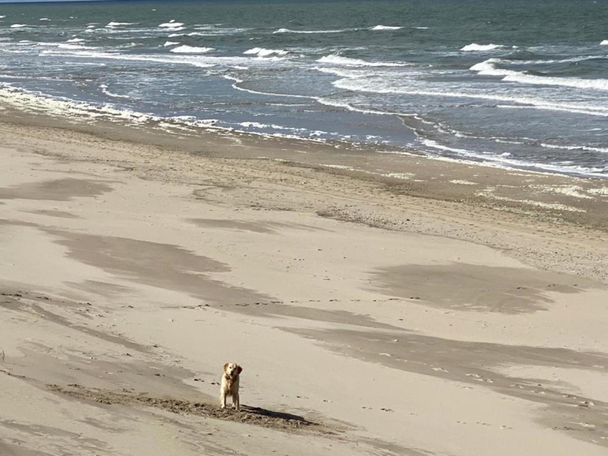 Natur pur, neues Ferienhaus O4 natureingebunden, Familien- und hundefreundlich eingezäunt Callantsoog Exterior foto